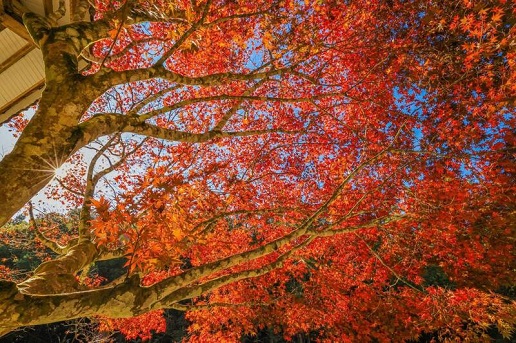 Nantou Sun Link Sea Park Welcomes Early Autumn with a Colorful Display of Maple and Ginkgo Leaves